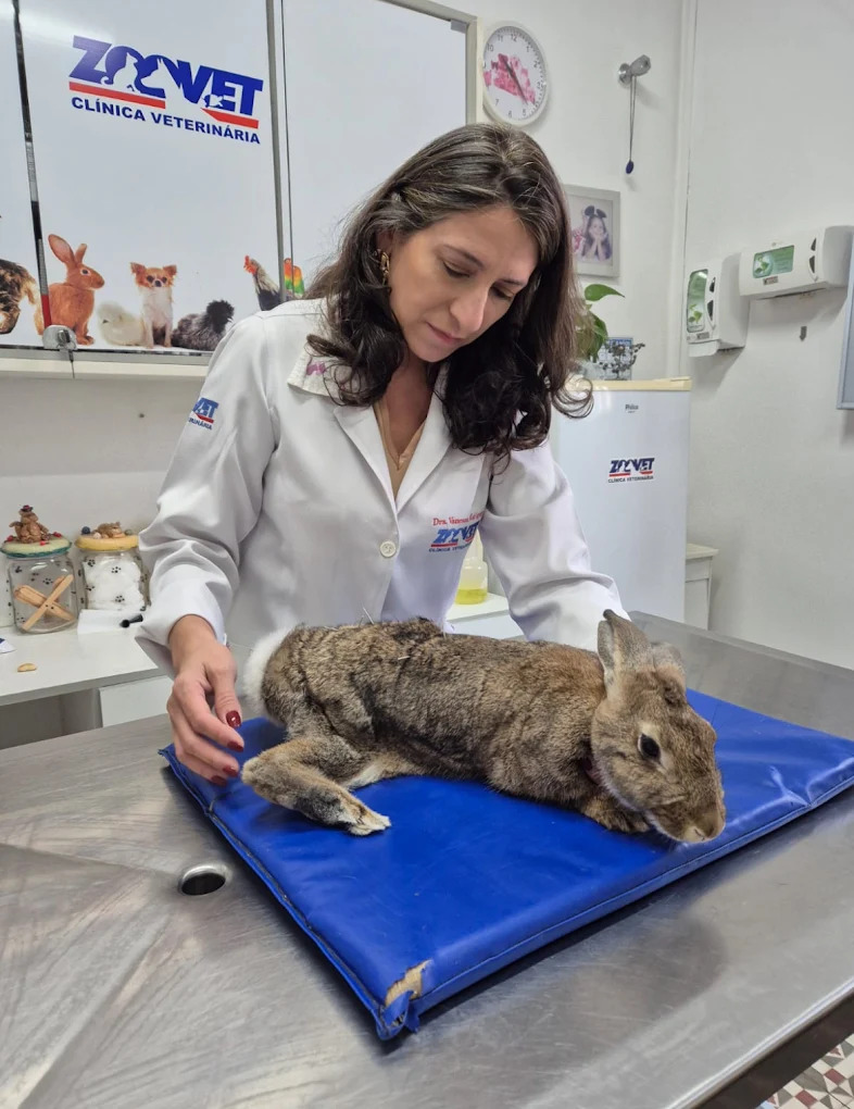 Atendimento veterinário cuidadoso na Clínica Zoovet